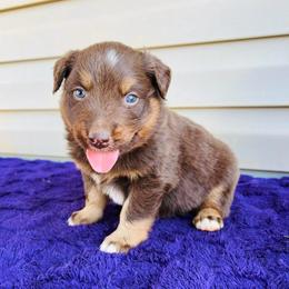 Gunnar - Red tri-color male Australian Shepherd puppy in Charlotte, North Carolina from Awesome Aussies