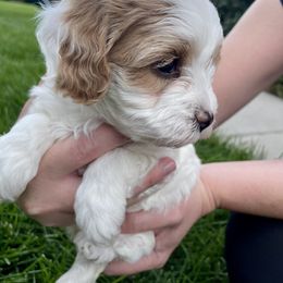 Cavapoo Puppies from Ellas.Pups