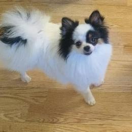 Paris - Pomeranian