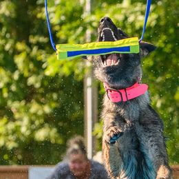 German Shepherds from Iron Legacy Working Dogs