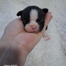 Raleigh - Black brindle and white female Boston Terrier puppy in Catawba, North Carolina from Lil Wiggles Boston Terriers
