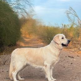 Captain - Golden Retriever