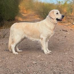 Captain - Golden Retriever