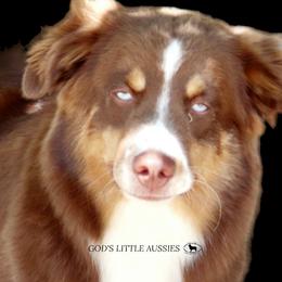 Birdie - Miniature Australian Shepherd