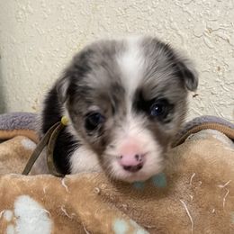 Zinc - yellow collar - Blue merle female Border Collie puppy in Crawfordsville, Indiana from Rescued Dreams Border Collies