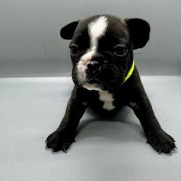 French Bulldog Puppies from DREYCs Frenchies