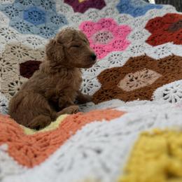 Boy 2 - Red  male Goldendoodle puppy in Bentonville, Arkansas from Bentonville Doodles