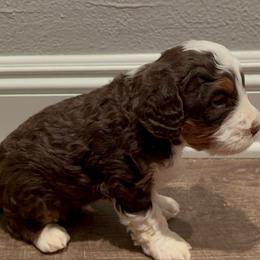 Lucky - Tri-color male Bernedoodle puppy in Los Angeles, California from Bernied00dle Love