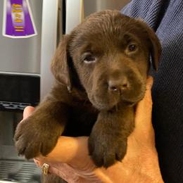 Labrador Retriever Puppies from New England Premier English Labradors