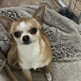Chrome - Chihuahua