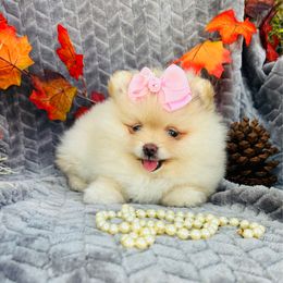 Cookie - Cream female Pomeranian puppy in Green Cove Springs, Florida from Natasha's Ark of Joy