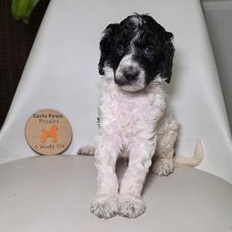 Patriot - Parti male Poodle puppy in Plainfield, New Jersey from Caris Paws Poodles and Labradoodles