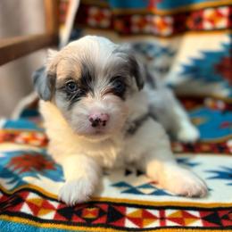 Buzz-full fluffy - Blue merle and white male American Corgi puppy in Decatur, Texas from Bar S Corgis