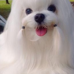 Maltese from Sandra Grizzell
