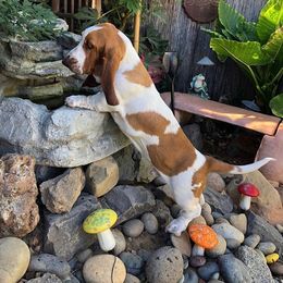 Basset Hound Puppies from Houndful Hearts