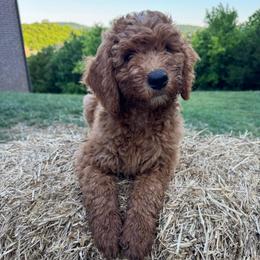 Dolly (Parton) - Red  female Goldendoodle puppy in Eagleville, Tennessee from Nash Doodles