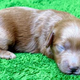 Ginger - Red female Cavapoo puppy in Newville, Alabama from Southeast cavapoos