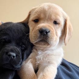 Labrador Retrievers from Otter Labradors