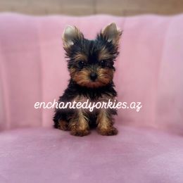 Yorkshire Terrier Puppies from Enchanted Yorkies