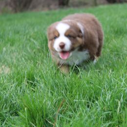Australian Shepherd Puppies from Starlit Grove Australian Shepherds