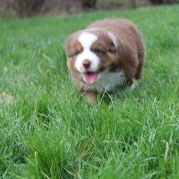 Australian Shepherd Puppies from Starlit Grove Australian Shepherds
