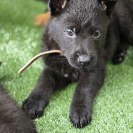 Pink collar - Black female German Shepherd puppy in Commerce, Georgia from Adams K9