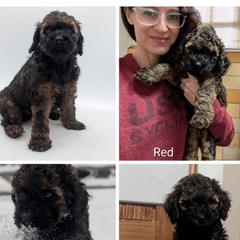 Red Boy - Wheaten male Whoodle puppy in Kalispell, Montana from Countryman Whoodles
