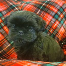 Shih Tzu Puppies from AKC Shih Tzu Champion Line Puppies
