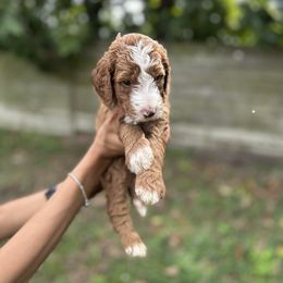 Eeyore (Blue Collar) - Cream male Goldendoodle puppy in Palmetto Bay, Florida from SOMIDOODLES