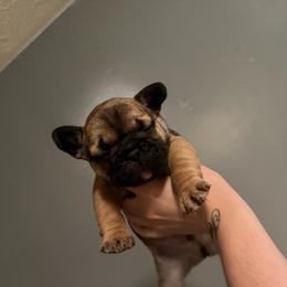 River - Fawn male French Bulldog puppy in Louisville, Kentucky from Nelson’s Fancy Frenchies and Bulldogs