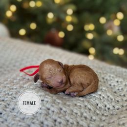 Clove - Red  female Poodle puppy in Charlotte, North Carolina from Bruno & Co. Puppies