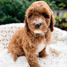 Blue - Red male Australian Labradoodle puppy in Auburn, Washington from West Valley Labradoodles