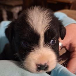 OREO SNOWDRIFT - Black & white female Australian Shepherd puppy in Salem, Arkansas from Patchwork Kennels