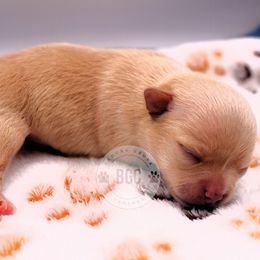 Apple - Fawn male Chihuahua puppy in Forsyth, Georgia from Brooks Grove Canines LLC