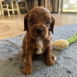 Abby - Red female Cavapoo puppy in Glendale, Arizona from Dashing Dogs