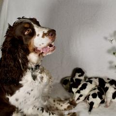 Goldendoodle and Springerdoodle Puppies from Springerdoodles Plus AZ