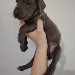 Rosie - Blue female Great Dane puppy in Marshall, Michigan from Dream K9