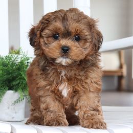 Maltipoo, Shichon, and Shihpoo Puppies from Timbercreek Puppies
