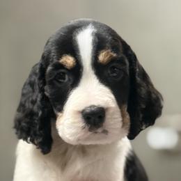 Sunny - Black white and tan male English Springer Spaniel puppy in Palmdale, California from Legacy