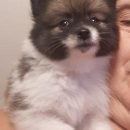 Pomeranian Puppies from Tonia's Pomeranians