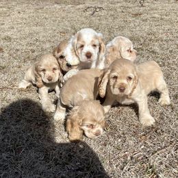 Cocker Spaniel puppies from Southern Cottage Pups