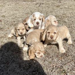 Cocker Spaniel puppies from Southern Cottage Pups