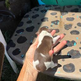 Kisses - Piebald female Dachshund puppy in Hawley, Texas from Foxy’s Dachshunds & Toy Aussies