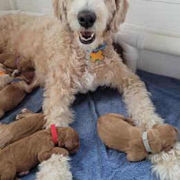 Goldendoodle Puppies from Doodle Devotion