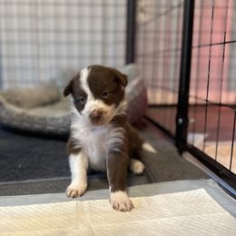 Border Collie Puppies from RSR Border collies