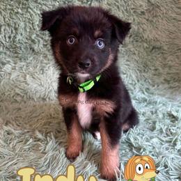Indy - Black tri female Miniature American Shepherd puppy in Millington, Tennessee from Goading Glee Glade