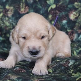 Birdie - Golden female Golden Retriever puppy in Great Falls, Montana from VS Golden Fields