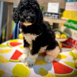 Goldendoodle Puppies from Whispering Ridge Doodles