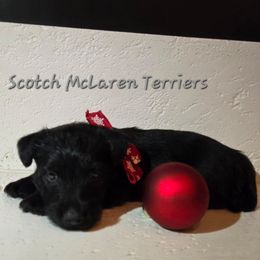 Male2 - Black male Scottish Terrier puppy in Conroe, Texas from Scotch McLaren Terriers