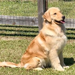 Jolene - Golden Retriever